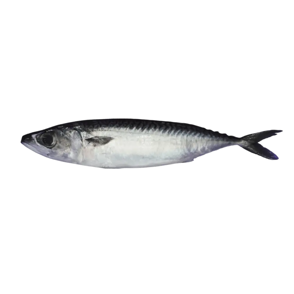 白腹鯖 Scomber Japonicas