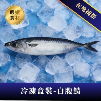 白腹鯖 – 冷凍盒裝10公斤