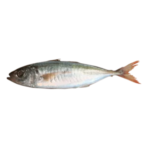 紅扁鰺 Decapterus Kurroides