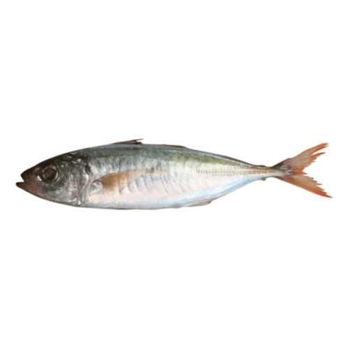 decapterus kurroides