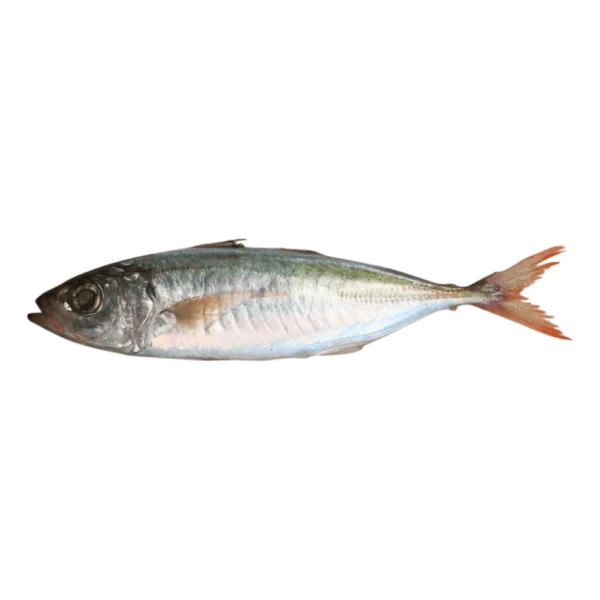 decapterus kurroides