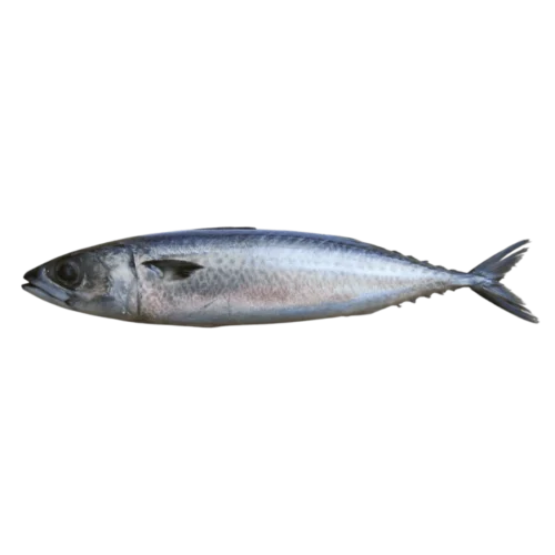 scomber australasicus