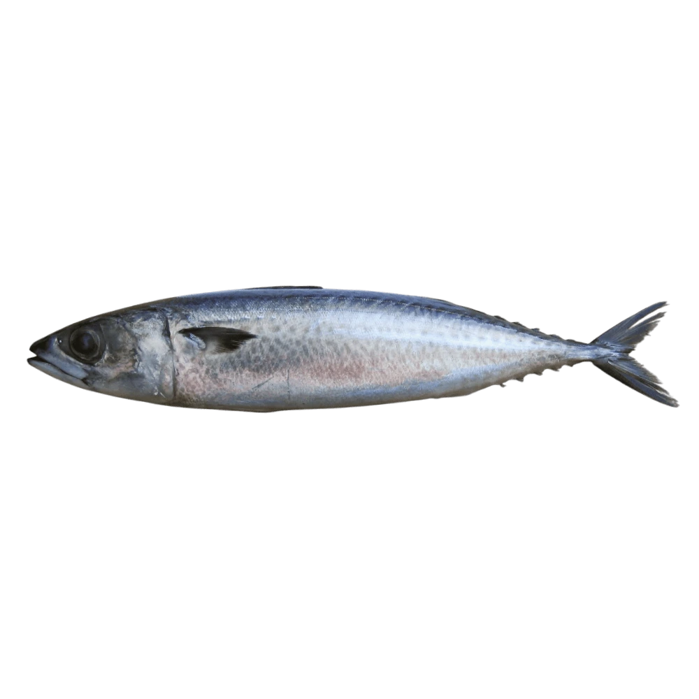 花腹鯖 Scomber Australasicus