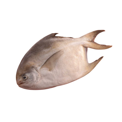 白鯧 過年禮盒- 盒裝冷凍