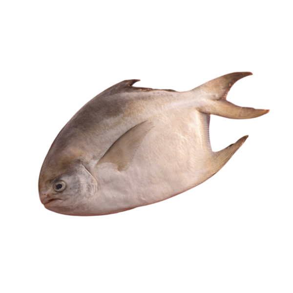 白鯧 過年禮盒- 盒裝冷凍